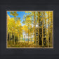 Autumn in the Rocky Mountains, Wasatch National Forest, Utah