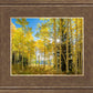 Autumn in the Rocky Mountains, Wasatch National Forest, Utah