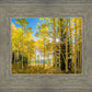 Autumn in the Rocky Mountains, Wasatch National Forest, Utah