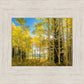 Autumn in the Rocky Mountains, Wasatch National Forest, Utah