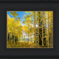 Autumn in the Rocky Mountains, Wasatch National Forest, Utah