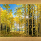 Autumn in the Rocky Mountains, Wasatch National Forest, Utah
