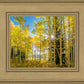 Autumn in the Rocky Mountains, Wasatch National Forest, Utah