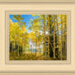 Autumn in the Rocky Mountains, Wasatch National Forest, Utah