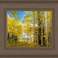 Autumn in the Rocky Mountains, Wasatch National Forest, Utah