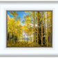 Autumn in the Rocky Mountains, Wasatch National Forest, Utah