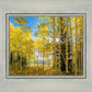 Autumn in the Rocky Mountains, Wasatch National Forest, Utah