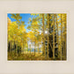 Autumn in the Rocky Mountains, Wasatch National Forest, Utah