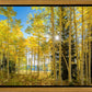 Autumn in the Rocky Mountains, Wasatch National Forest, Utah
