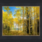 Autumn in the Rocky Mountains, Wasatch National Forest, Utah