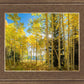 Autumn in the Rocky Mountains, Wasatch National Forest, Utah