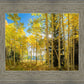 Autumn in the Rocky Mountains, Wasatch National Forest, Utah