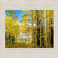 Autumn in the Rocky Mountains, Wasatch National Forest, Utah