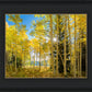 Autumn in the Rocky Mountains, Wasatch National Forest, Utah
