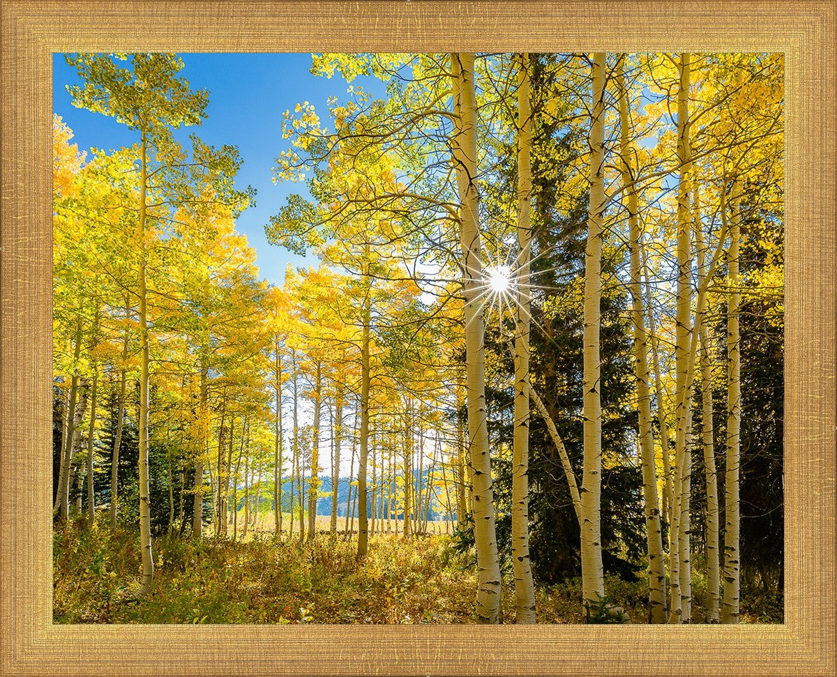Autumn in the Rocky Mountains, Wasatch National Forest, Utah