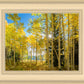 Autumn in the Rocky Mountains, Wasatch National Forest, Utah