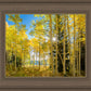Autumn in the Rocky Mountains, Wasatch National Forest, Utah