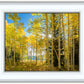 Autumn in the Rocky Mountains, Wasatch National Forest, Utah