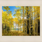 Autumn in the Rocky Mountains, Wasatch National Forest, Utah