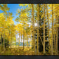 Autumn in the Rocky Mountains, Wasatch National Forest, Utah