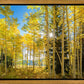 Autumn in the Rocky Mountains, Wasatch National Forest, Utah