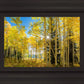 Autumn in the Rocky Mountains, Wasatch National Forest, Utah