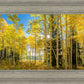 Autumn in the Rocky Mountains, Wasatch National Forest, Utah