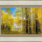 Autumn in the Rocky Mountains, Wasatch National Forest, Utah