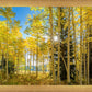 Autumn in the Rocky Mountains, Wasatch National Forest, Utah