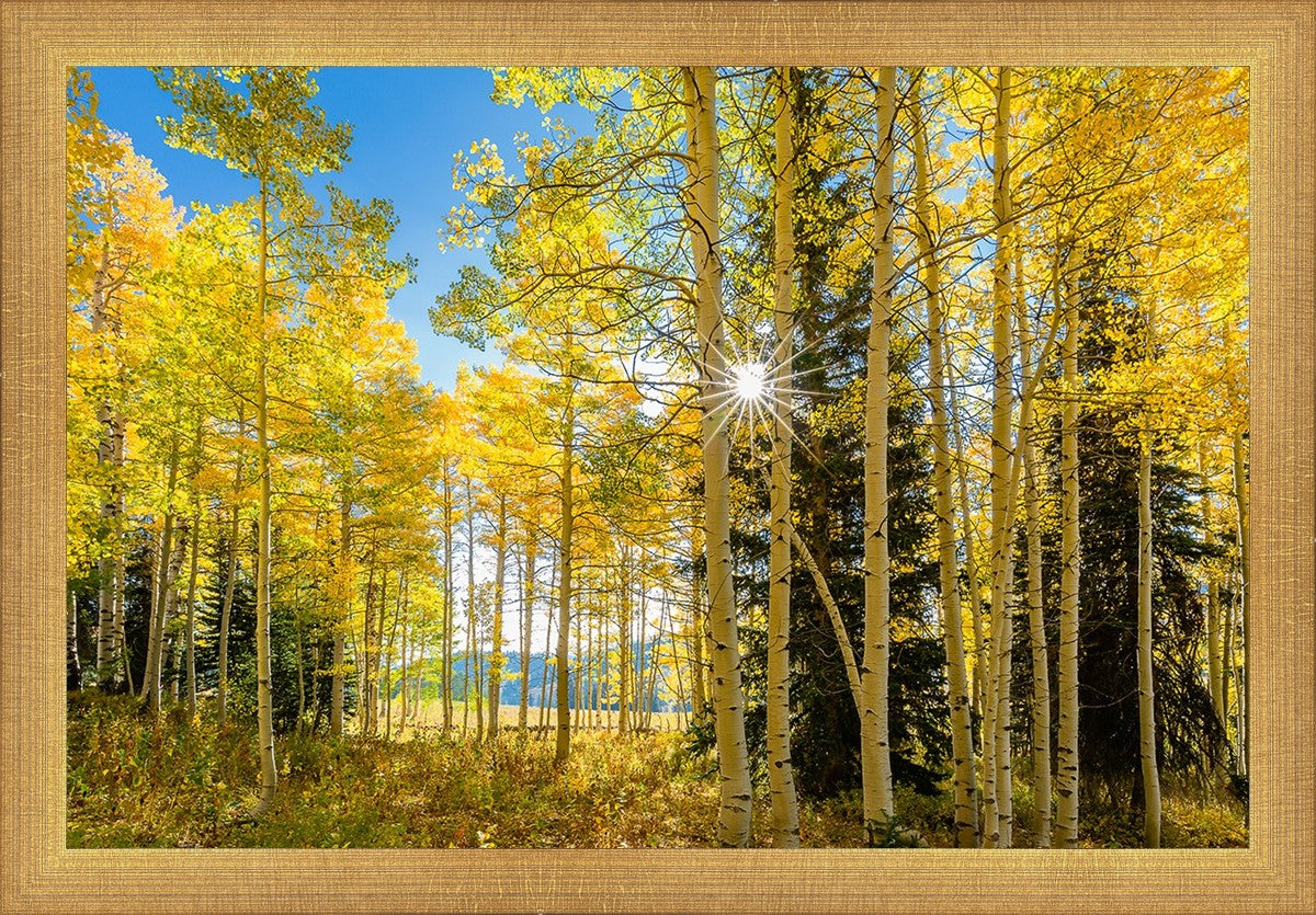 Autumn in the Rocky Mountains, Wasatch National Forest, Utah