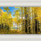 Autumn in the Rocky Mountains, Wasatch National Forest, Utah
