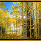 Autumn in the Rocky Mountains, Wasatch National Forest, Utah