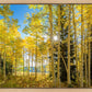 Autumn in the Rocky Mountains, Wasatch National Forest, Utah