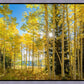 Autumn in the Rocky Mountains, Wasatch National Forest, Utah