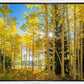 Autumn in the Rocky Mountains, Wasatch National Forest, Utah