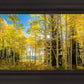 Autumn in the Rocky Mountains, Wasatch National Forest, Utah