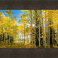 Autumn in the Rocky Mountains, Wasatch National Forest, Utah