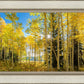 Autumn in the Rocky Mountains, Wasatch National Forest, Utah
