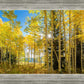 Autumn in the Rocky Mountains, Wasatch National Forest, Utah