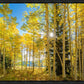 Autumn in the Rocky Mountains, Wasatch National Forest, Utah