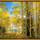 Autumn in the Rocky Mountains, Wasatch National Forest, Utah