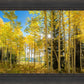 Autumn in the Rocky Mountains, Wasatch National Forest, Utah