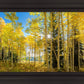 Autumn in the Rocky Mountains, Wasatch National Forest, Utah