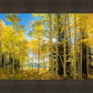 Autumn in the Rocky Mountains, Wasatch National Forest, Utah