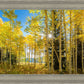 Autumn in the Rocky Mountains, Wasatch National Forest, Utah