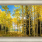 Autumn in the Rocky Mountains, Wasatch National Forest, Utah