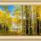 Autumn in the Rocky Mountains, Wasatch National Forest, Utah