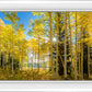 Autumn in the Rocky Mountains, Wasatch National Forest, Utah