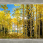 Autumn in the Rocky Mountains, Wasatch National Forest, Utah
