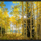 Autumn in the Rocky Mountains, Wasatch National Forest, Utah